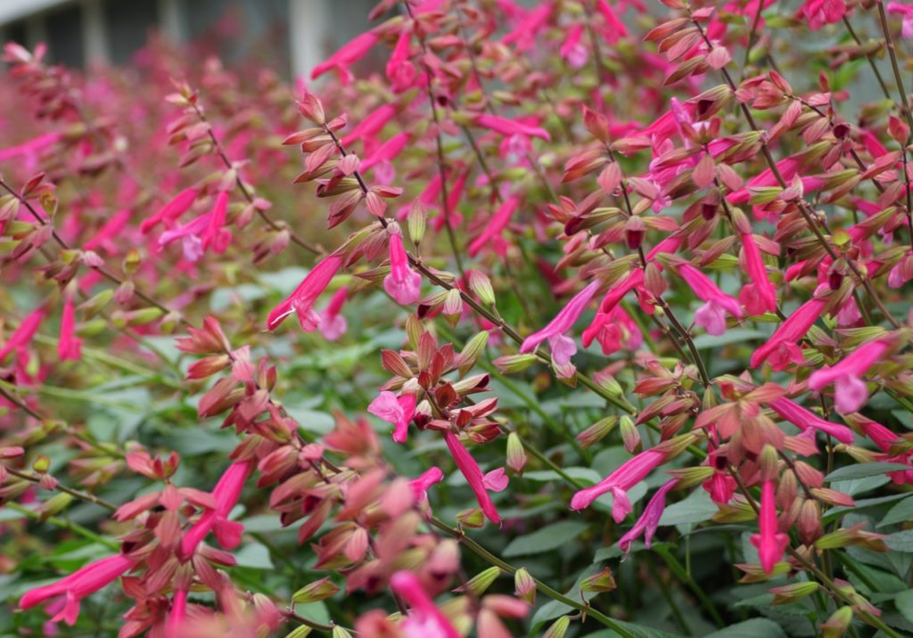 salvia 'wendy's wish' plants with tall stems and long, tubular pink flowers
