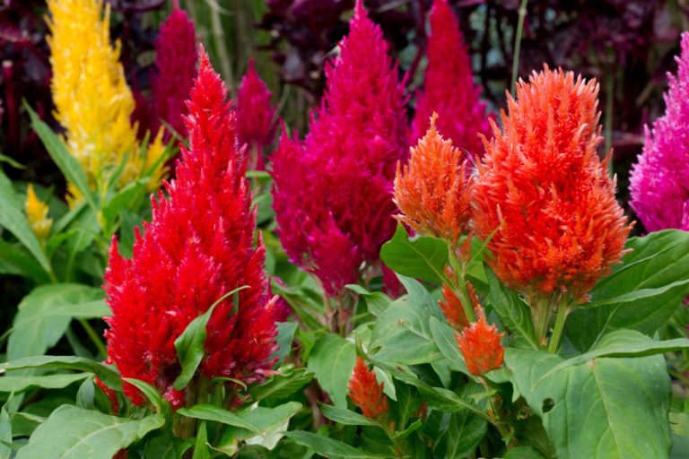 How To Grow Celosia 'Woolflower' Horticulture Magazine