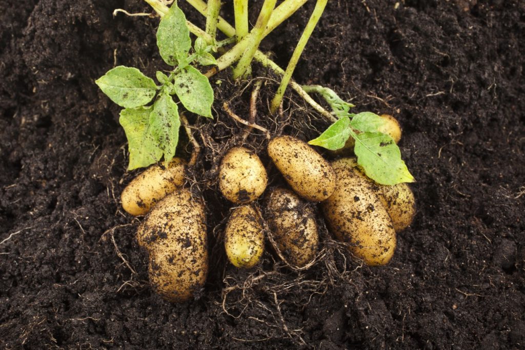 a potato plant with soil-covered roots and tubers lying on the ground from where it has just been harvested