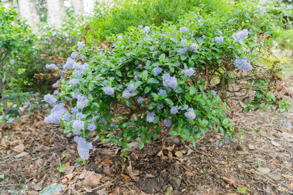 a compact, freshly pruned ceanothus shrub with blue flowering clusters growing from mulched ground