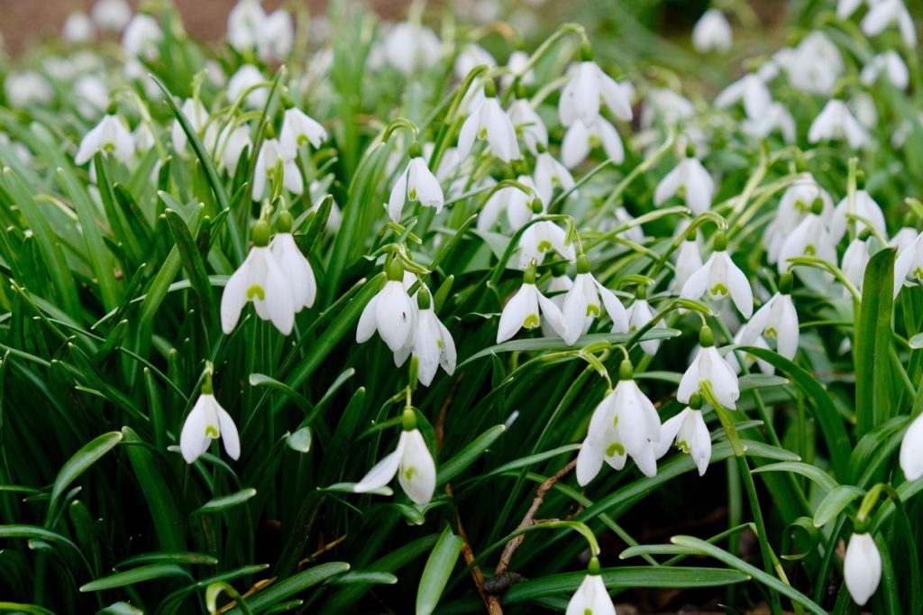 Galanthus nivalis plants growing together in a clustered manner