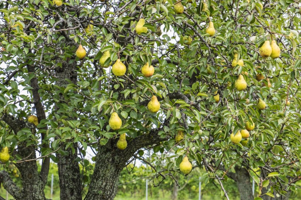 a large pear tree bearing lots of green fruits
