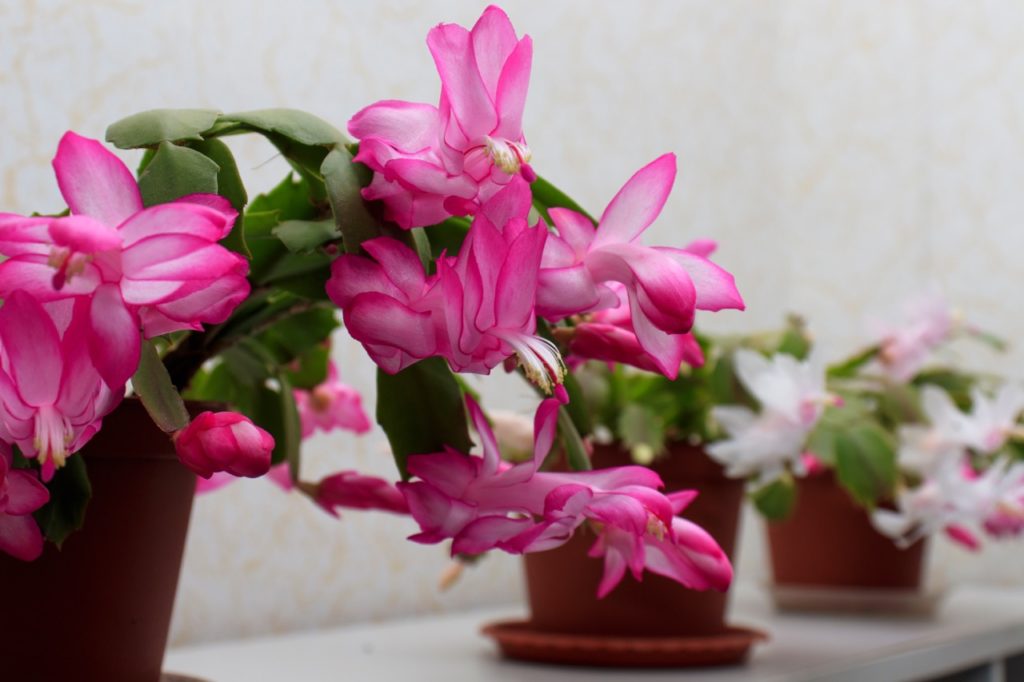 pink flowering Christmas cactus with thin waxy green leaves growing in pots