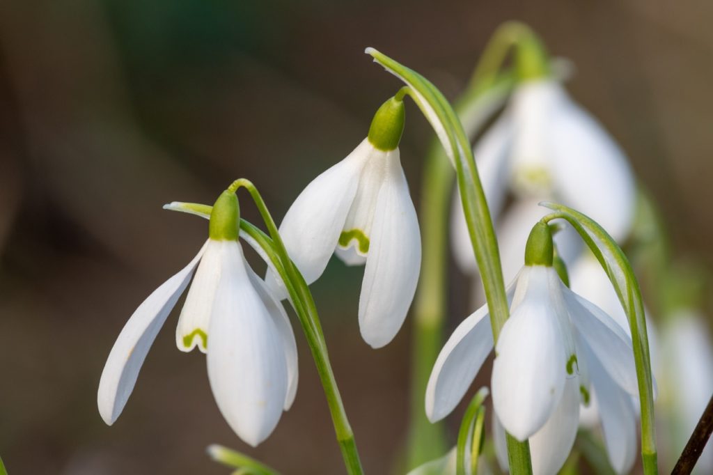 white flowering heads with green markings on the inner tepals of snowdrops with arching stems