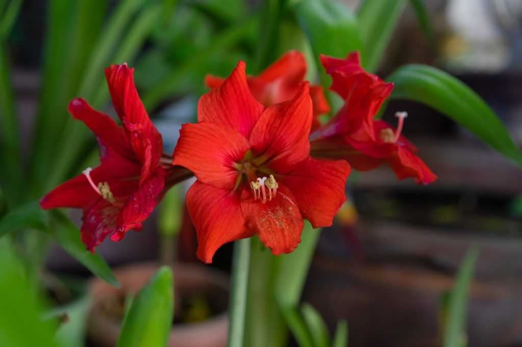 red flowering amaryllis plant with tall stems and green leaves