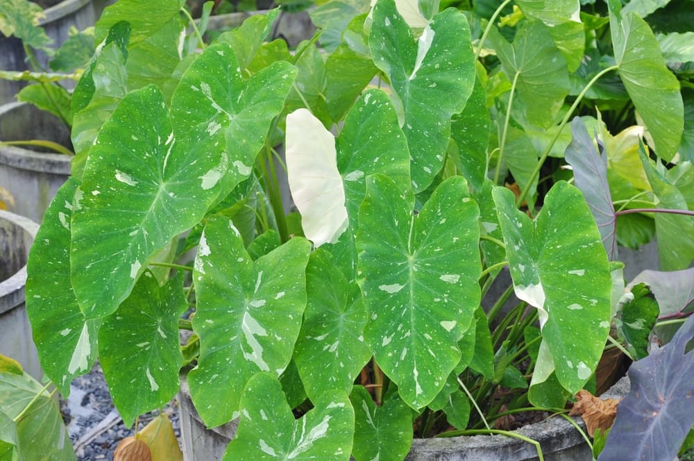 white variegation on the green leaves of a potted colocasia esculenta