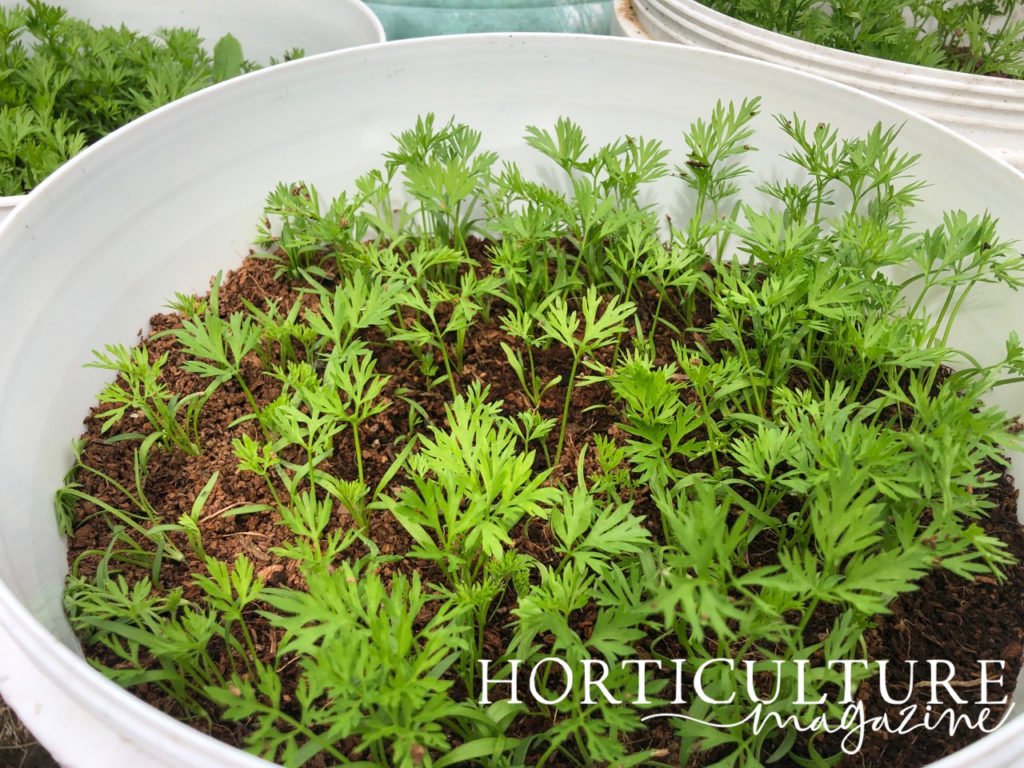 the frilly green leaves of young carrot plants growing in a a large container side by side outside