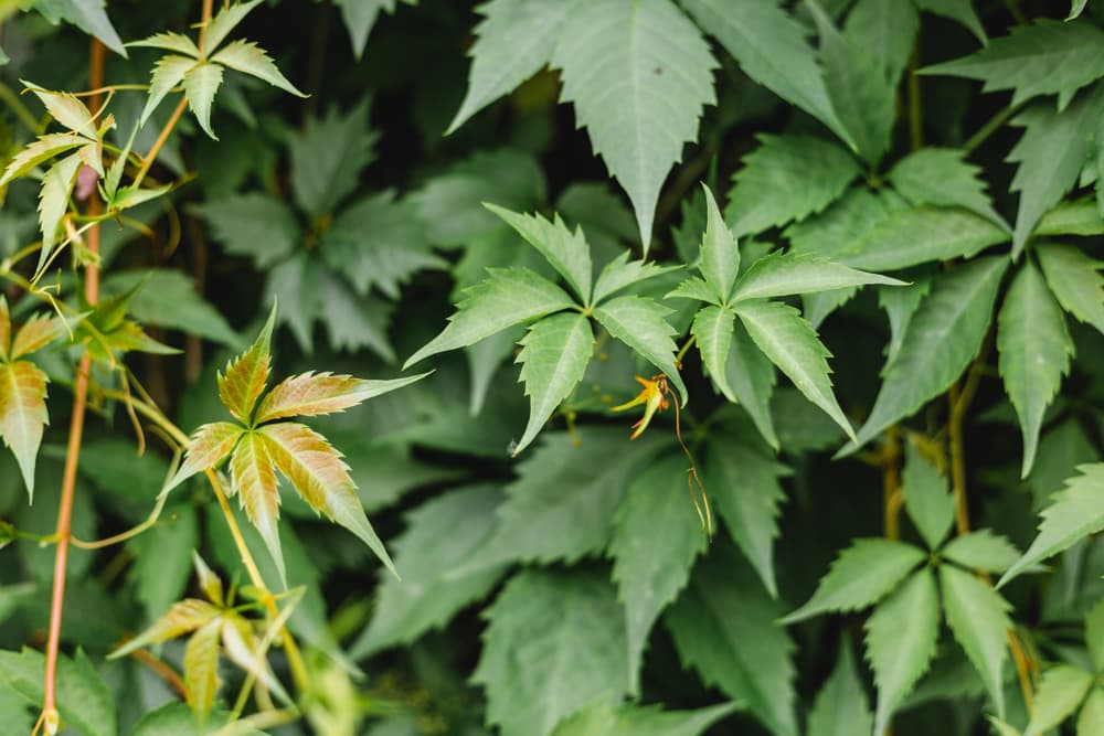 leaves of parthenocissus henryana