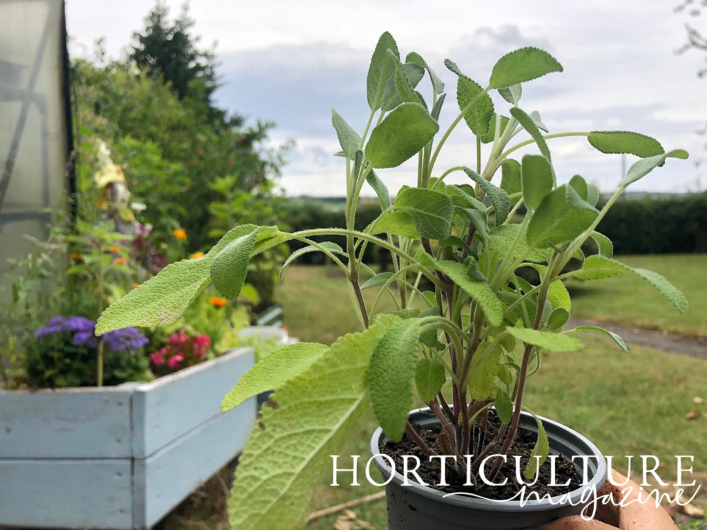 a sage plant growing in a pot being held up in front of a grassy garden outside