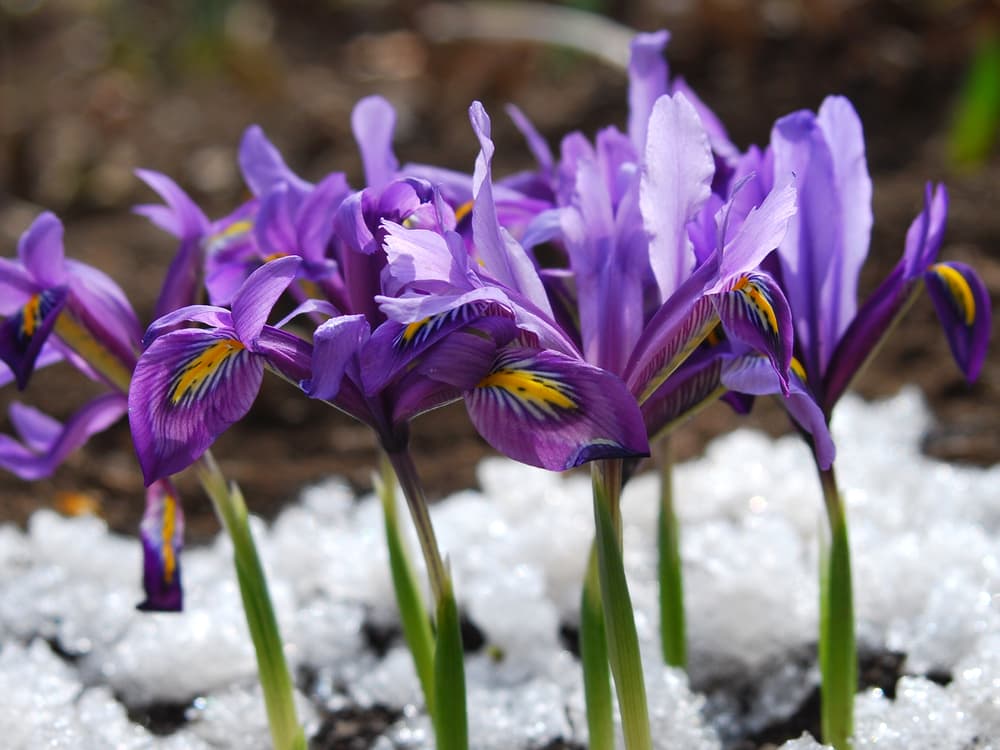 wild iris with purple and yellow colour flowering in icy spring conditions