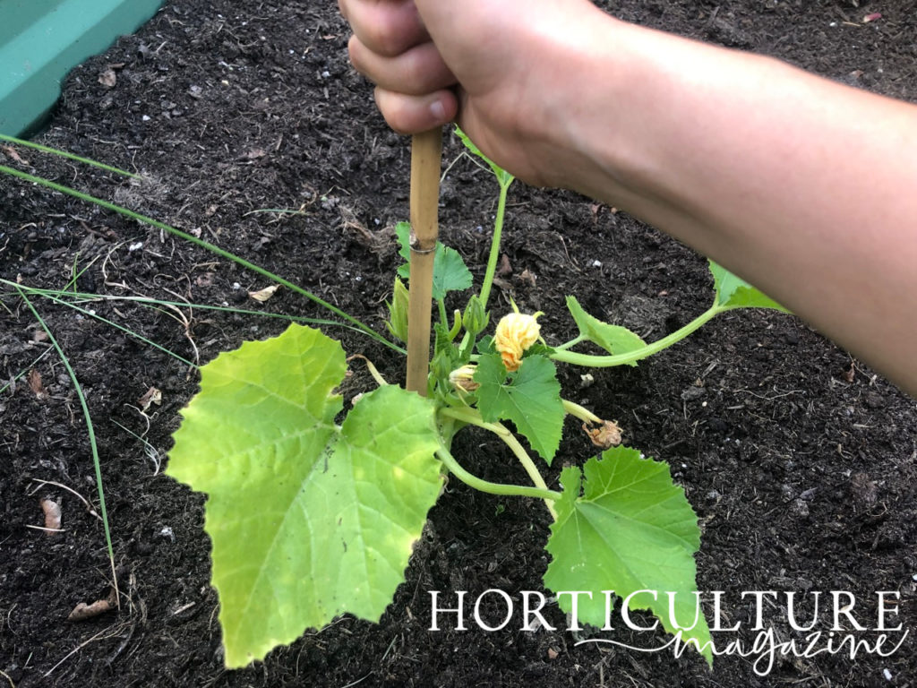 a bamboo cane being placed at the centre of a squash plant to support it as it grows