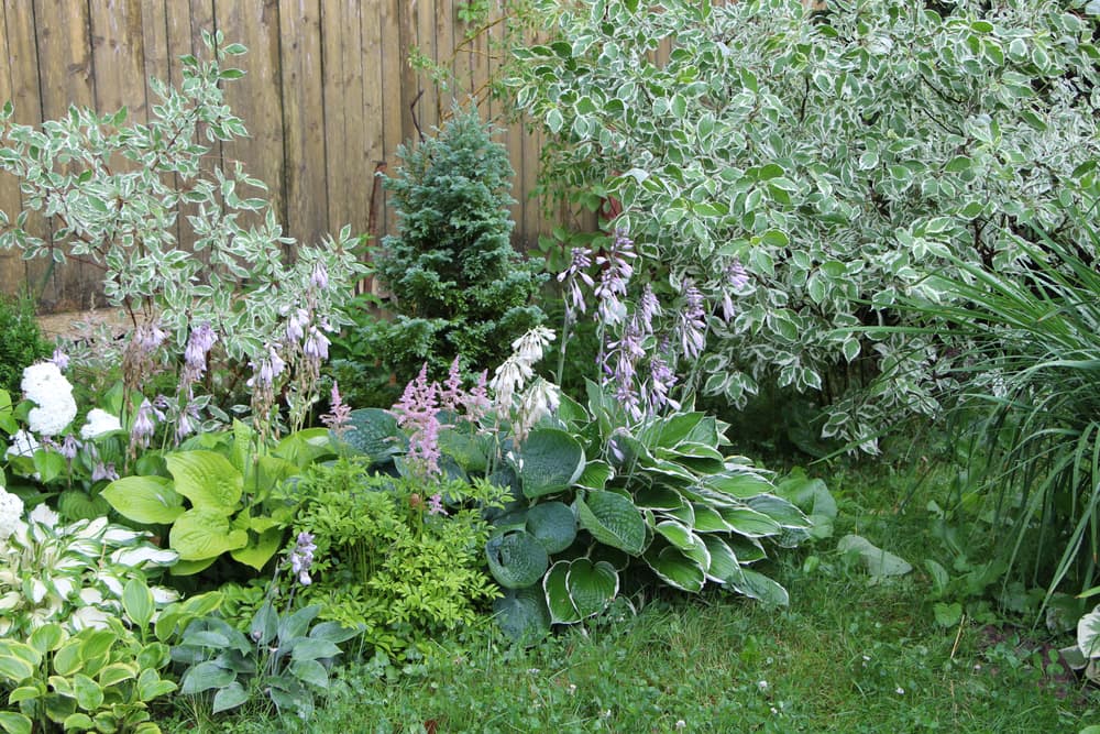 cornus alba, conifers and flowering plantain lily growing in a garden border