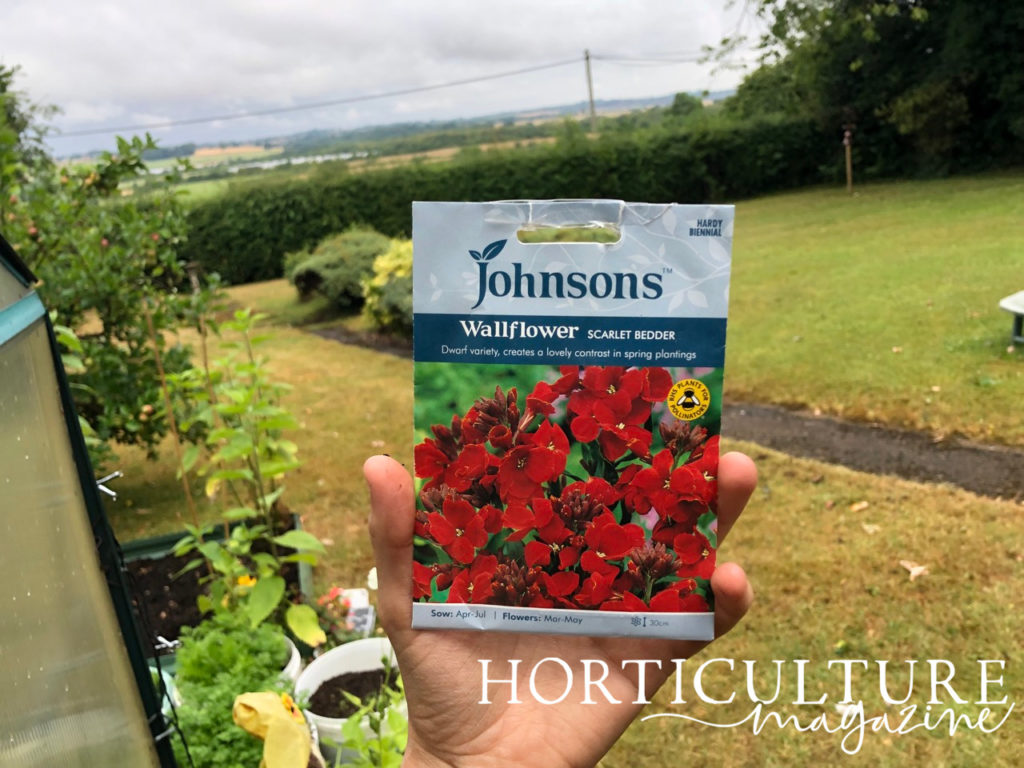 a packet of wallflower 'scarlet bedder' seeds being held up in front of a lawn bordered by hedges