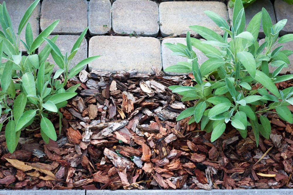two salvia plants in a garden border heavily mulched with woodchips