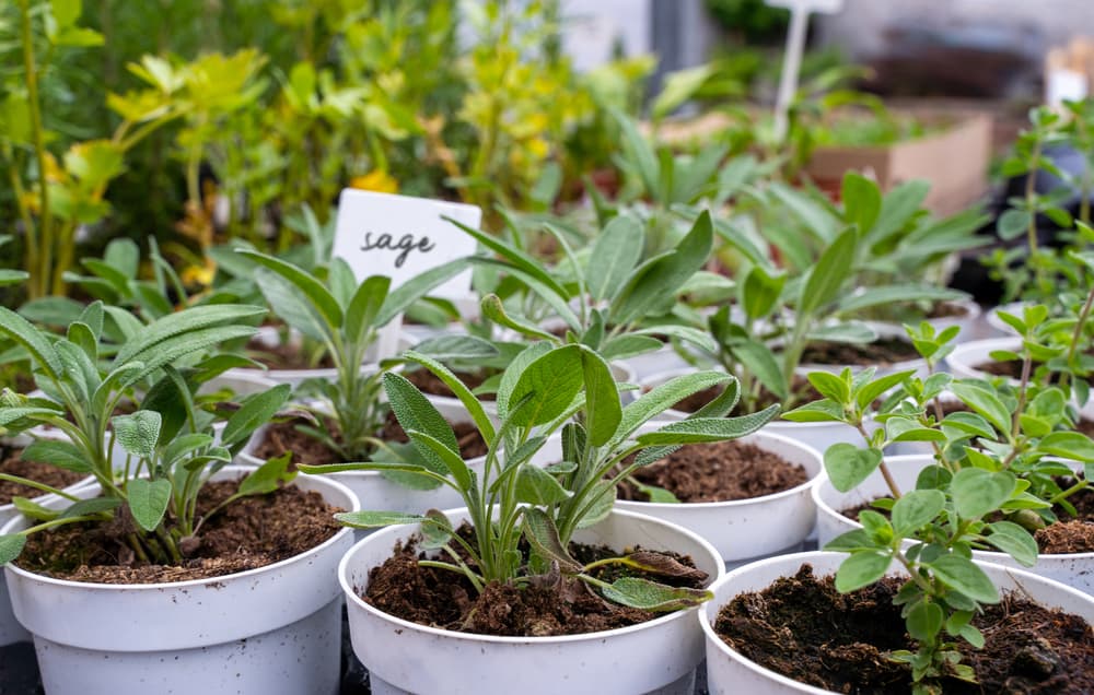 sage propagating in white plastic pots