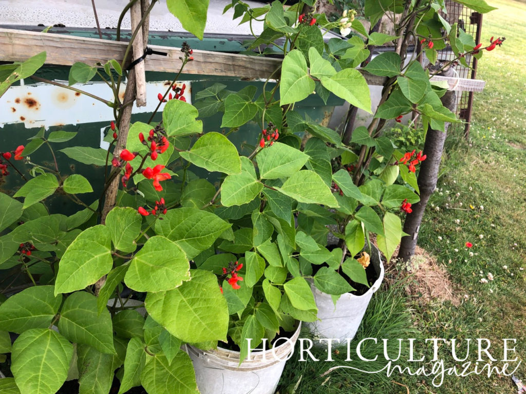 red flowering French bean plants growing in containers against wooden supports outside