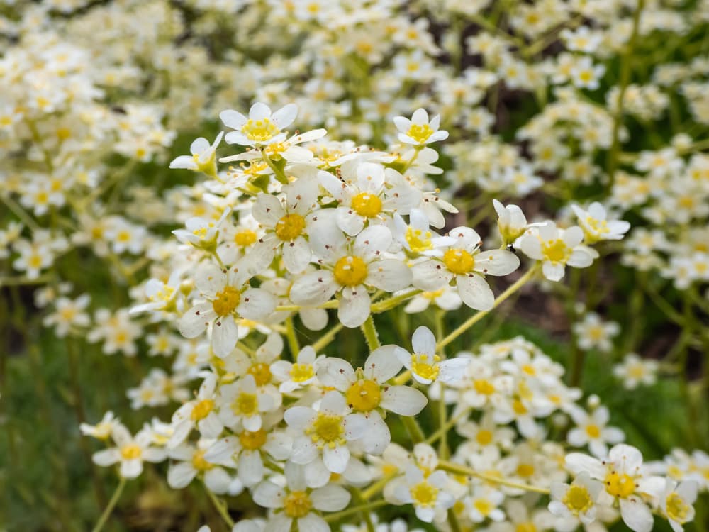 flowers of S. paniculata with white petals and yellow centres