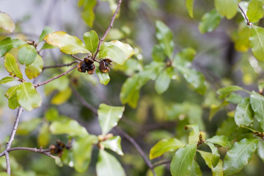 ripe brown seed pods of Pittosporum growing from tree branches