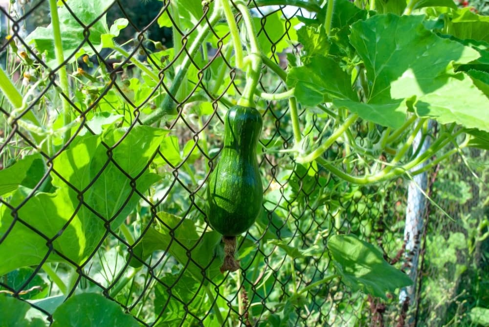 green squash on a long stem hanging from a wire mesh fence