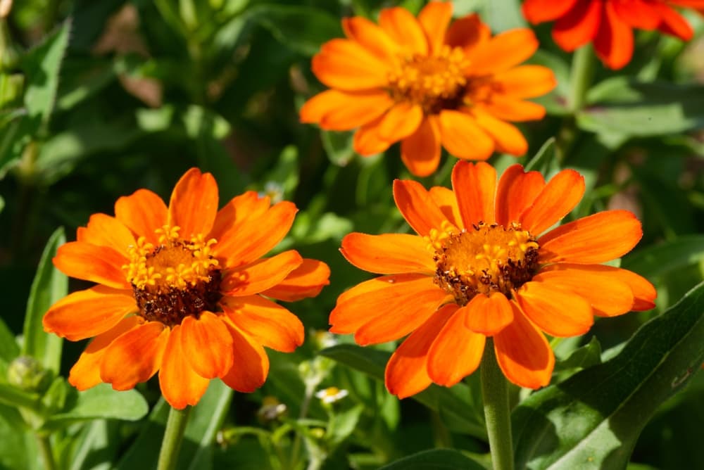 three Z. 'Profusion Orange' flowers