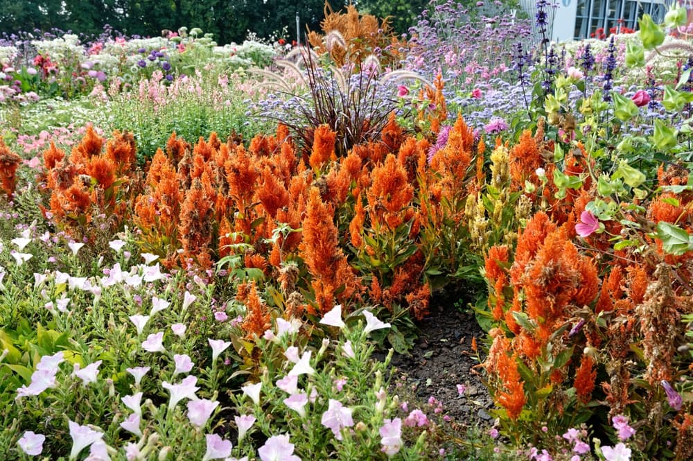 orange flowers of Celosia 'Fresh Look Orange' growing in a floriferous garden landscape