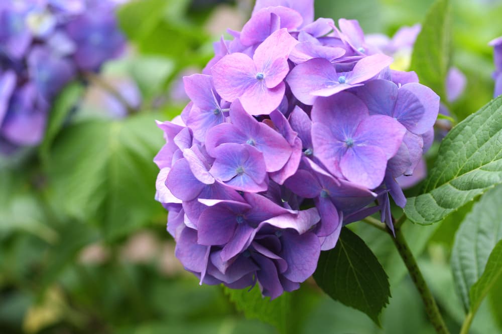 purple flowers of a hydrangea plant in bloom