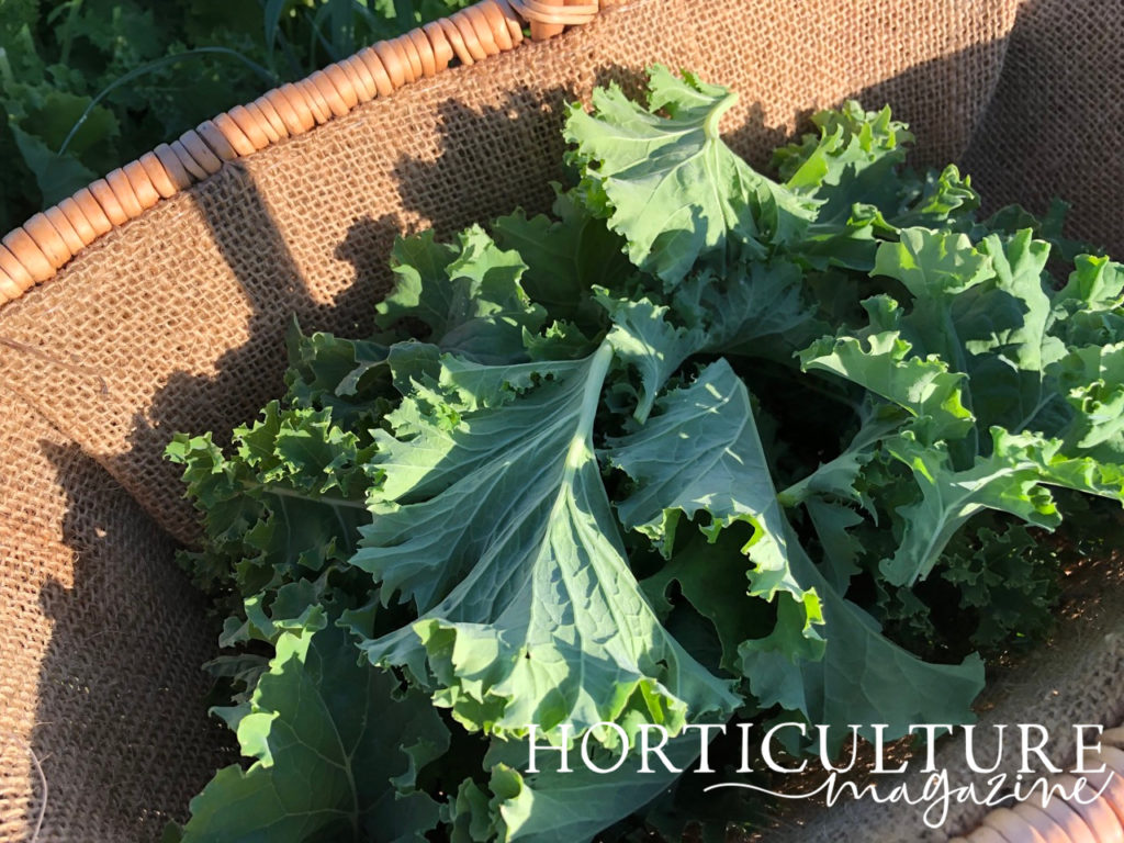 harvested kale with frilly green leaves in a basket outside