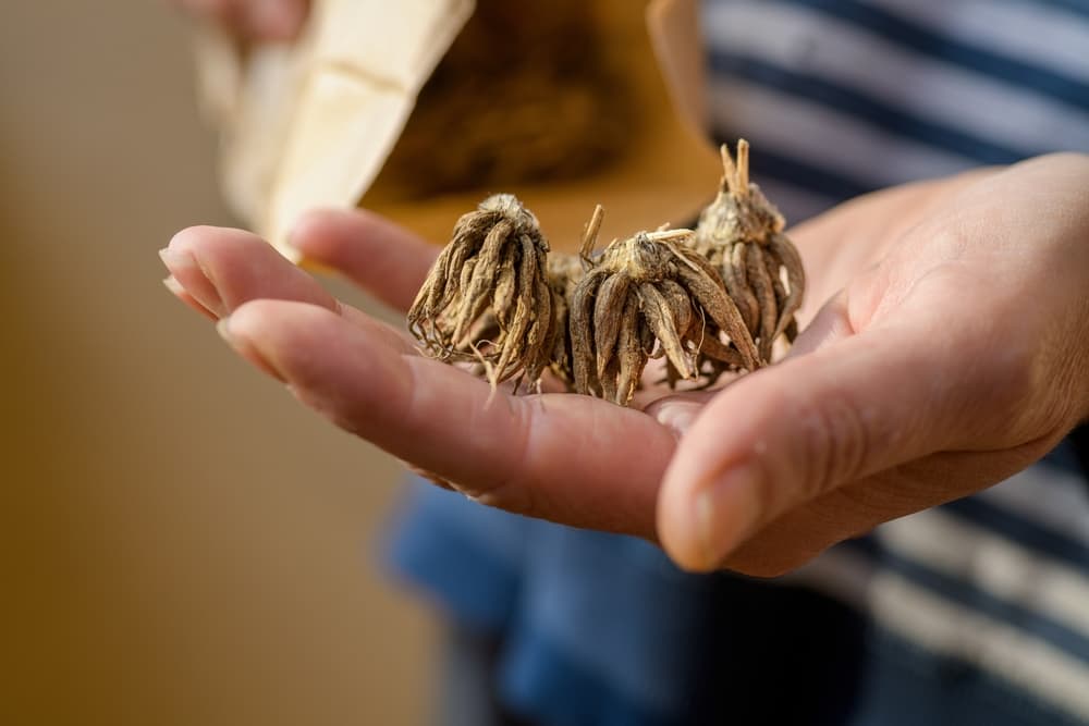 hand outstretched holding the corms of ranunculus asiaticus