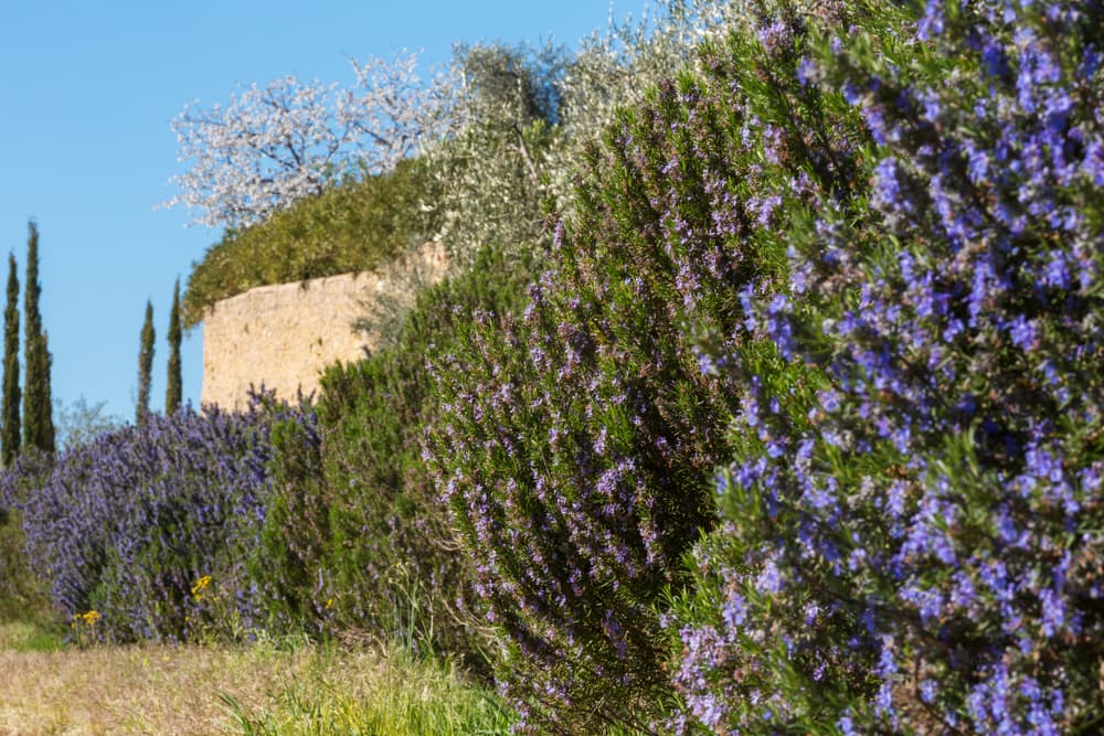 purple flowering rosemary growing as hedging