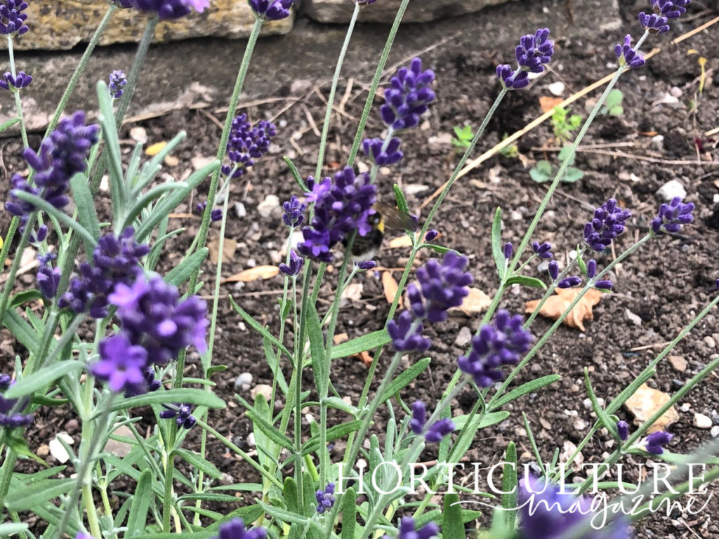 lavender shrub with purple flowers growing on tall green stems
