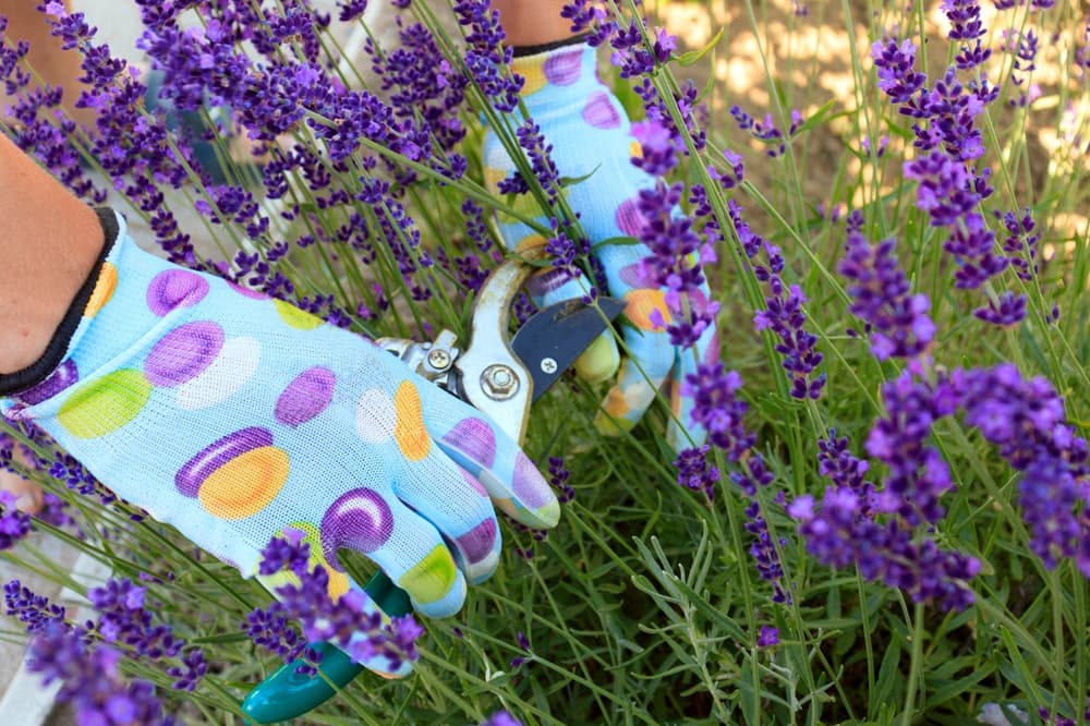 secateurs being used to cut back the purple flowering blooms of a lavender plant