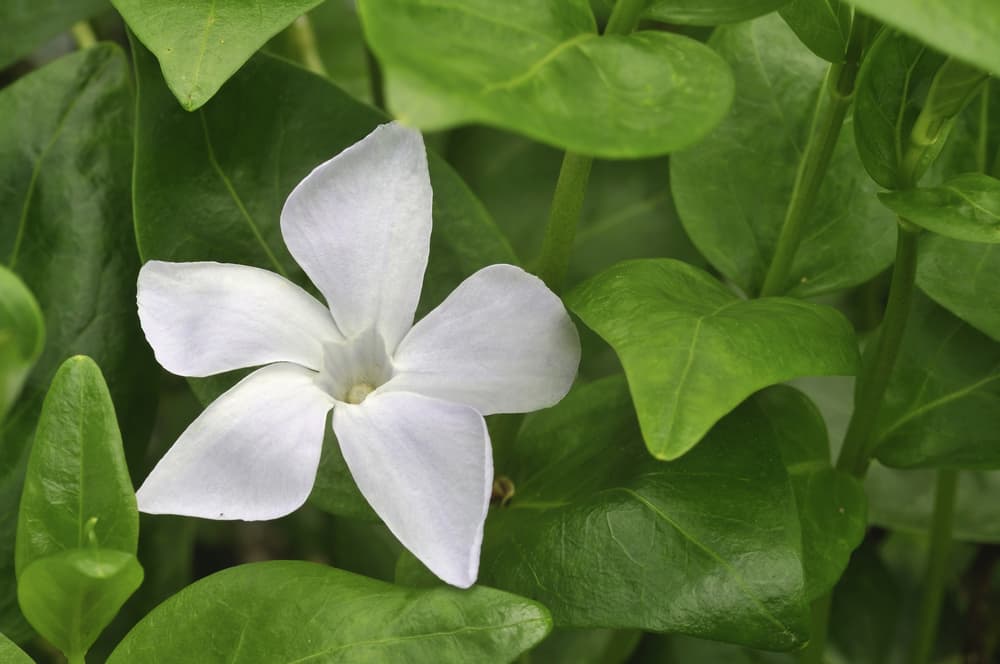 single white flower of vinca minor with lush green leaves in the background