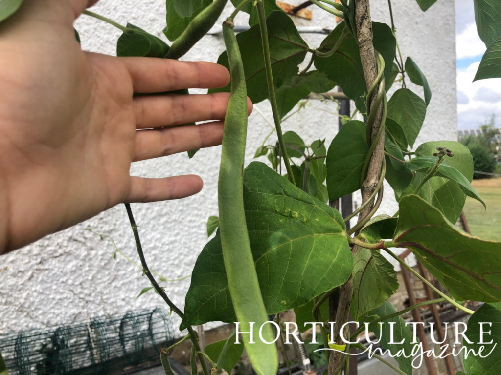 a hand presenting a long runner bean ready for harvesting from its plant