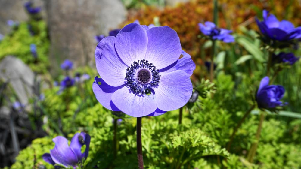 large purple and white flower of A. coronaria in focus