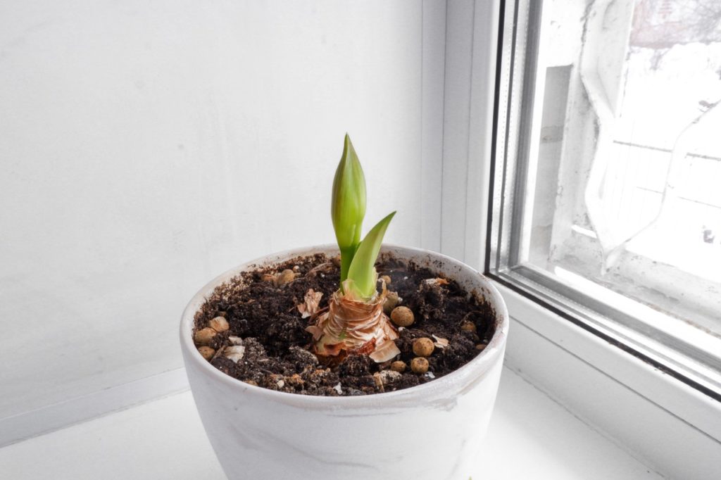 green sprouts growing from an amaryllis bulb in a white ceramic pot