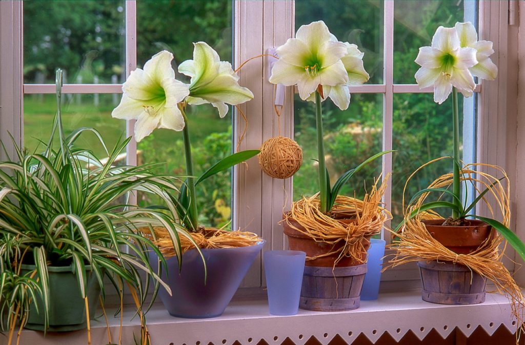 three white flowering amaryllis growing in a row on a windowsill next to a spider plant 