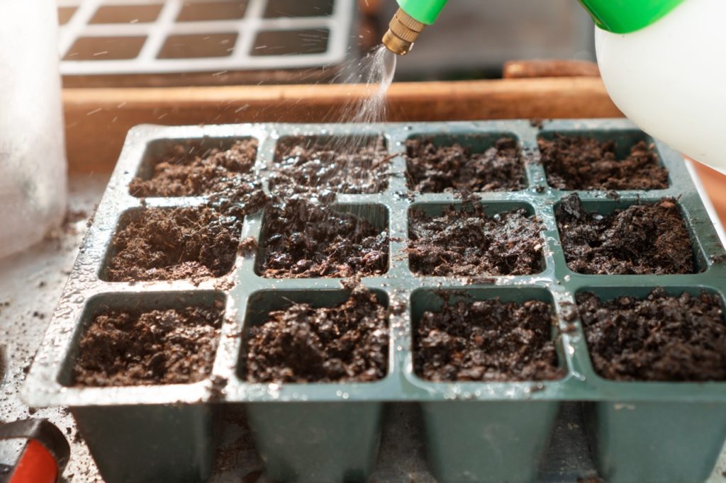 gardener watering seeds that are growing in a seed tray
