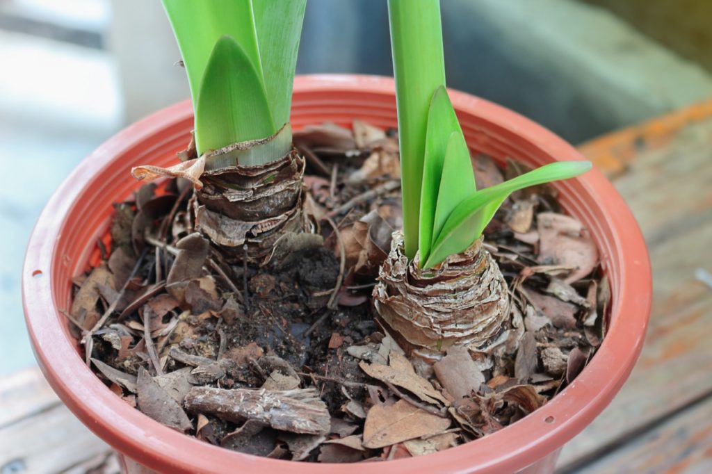 potted amaryllis bulbs growing in a round pot with green sprouting foliage
