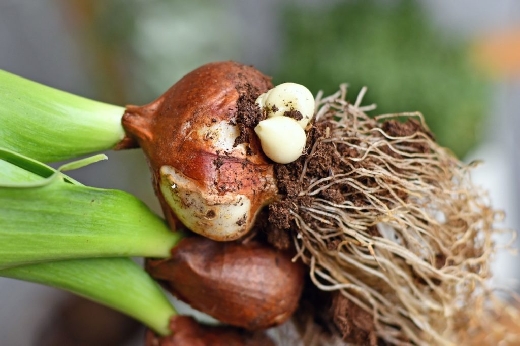 close-up of offsets growing from a bulbous plant with lots of thin roots