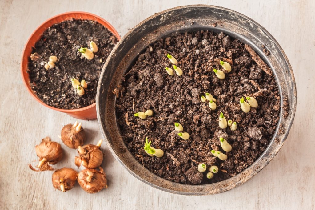 green shoots of crocus emerging from containers