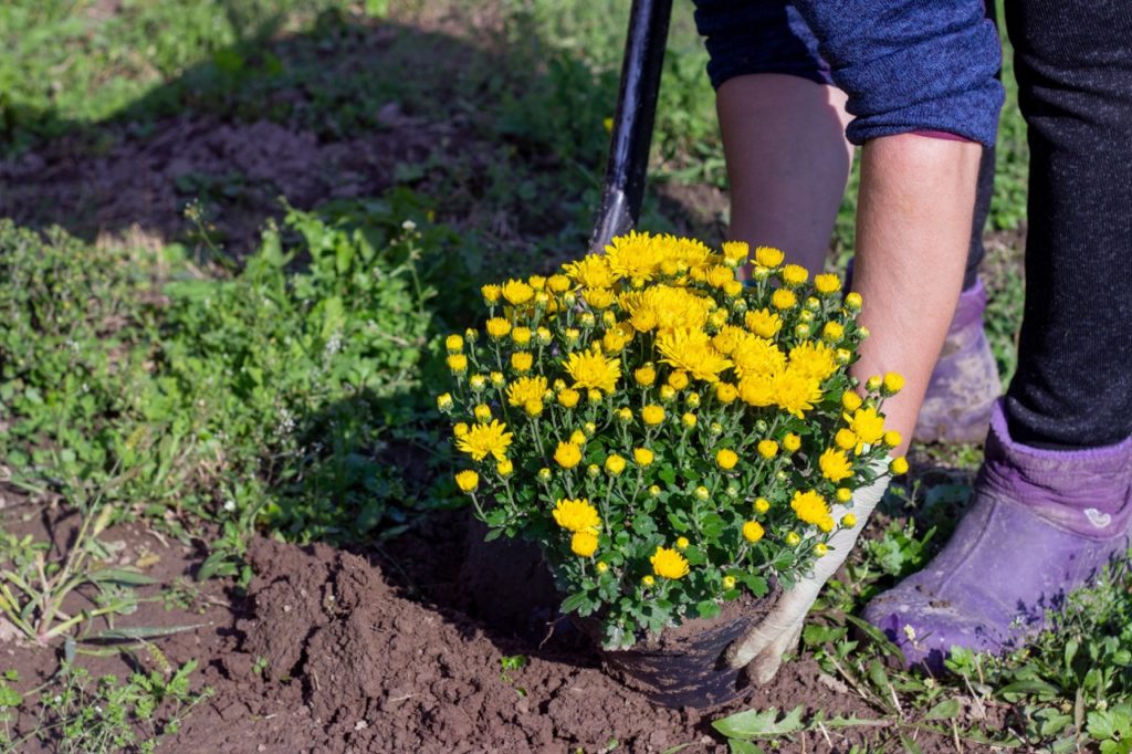 someone preparing to plant a yellow flowering chrysanthemum plant into tilled soil