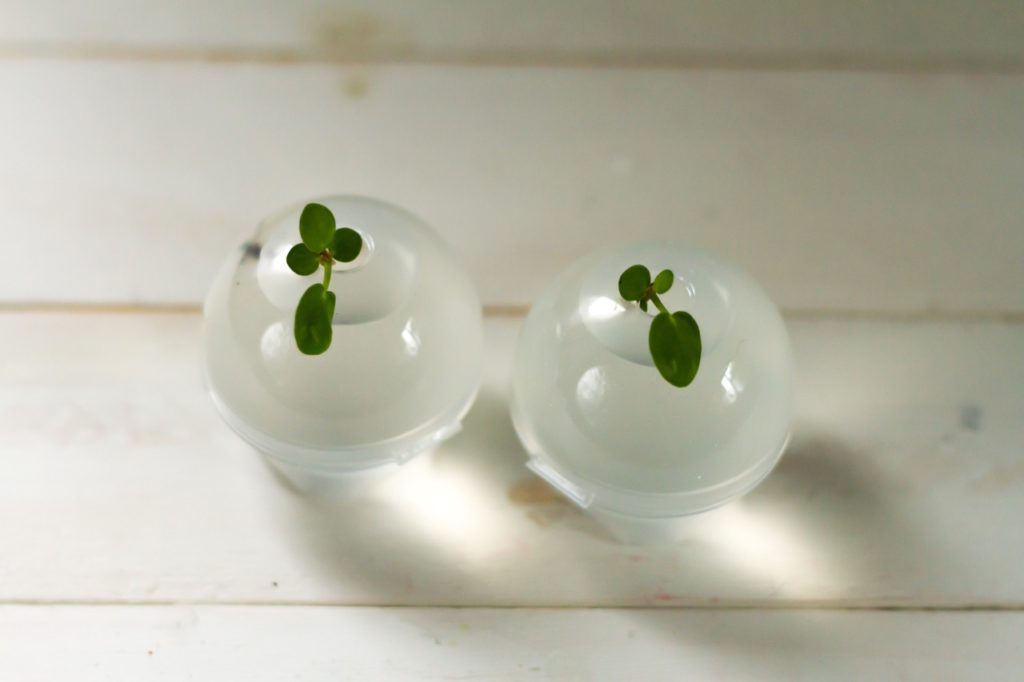 two Pilea peperomioides cuttings with tiny green leaves propagating in two round glasses that are filled with water
