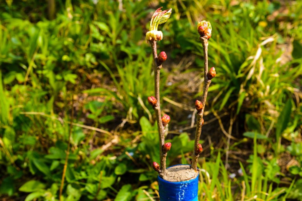 the rootstock of an apple tree that has two budding branches