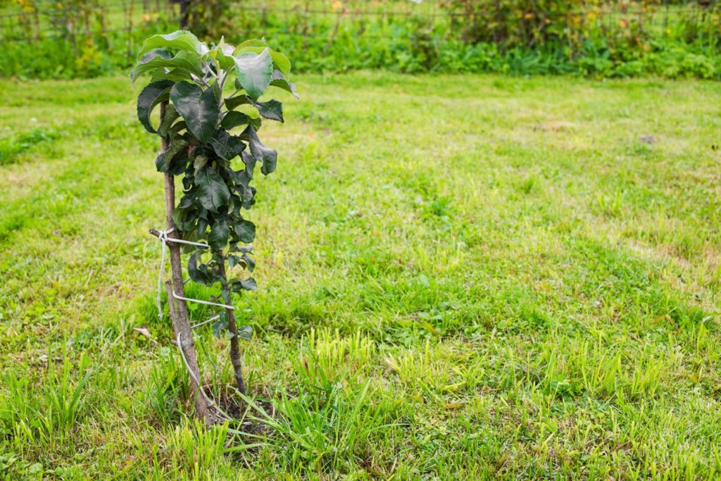 young apple tree sapling growing on a lawn outside and tied to a wooden support