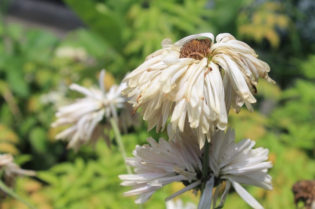 withered chrysanthemum blooms with white petals and browning centres