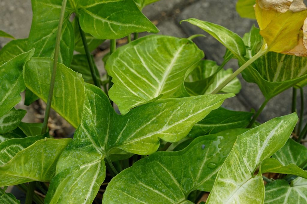 caladium 'Aaron' plant with variegated green and white leaves growing outside
