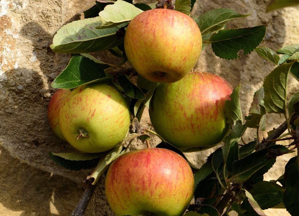 red and green apples hanging from a malus domestica 'ellison's orange' variety growing against a wall