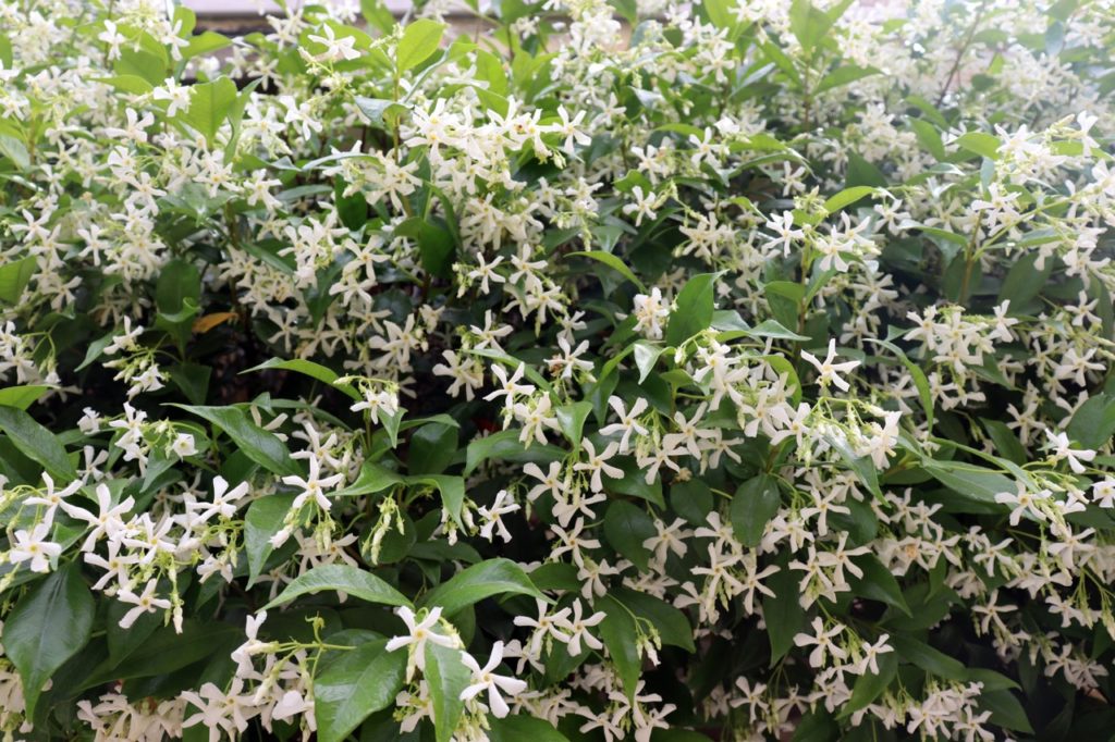 common jasmine shrub with star-shaped white flowers