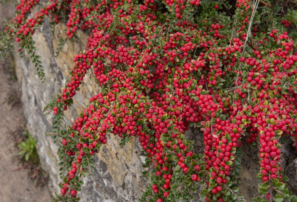 cotoneaster horizontalis with a mass of red berries growing over a stony wall