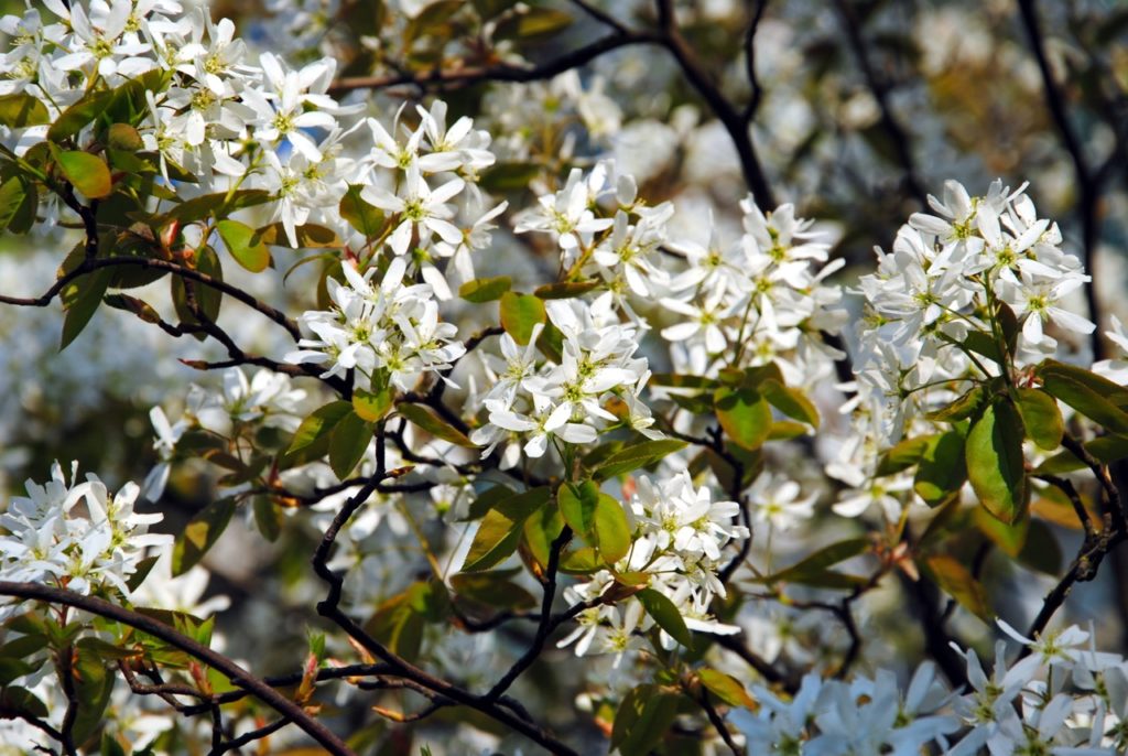 white flowers and green leaves growing from the woody branches of an Amelanchier lamarckii tree